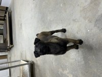 Safkan Belçika Kurdu