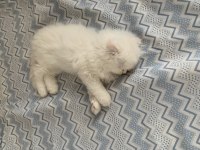 Scottish fold longhair dünya tatlısı hediye niyetine