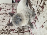 Blue Point kedimiz 13 aylık erkek tuvalet eğitimi vardır