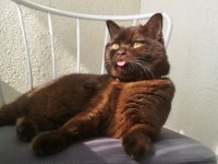 NADİR RENK BRİTİSH KEDİMİZ YENİ YUVASINI ARIYOR