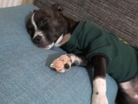 Gece French Bulldog kırması köpeğime yuva arıyorum