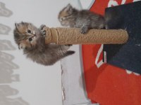 British longhair golden Black yavru