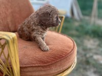 Maltipoo bebekler yeni yuvalarını arıyor