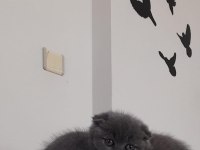 Denizli scottish fold yavrularım