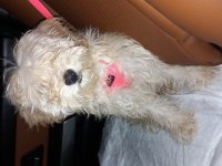 Mia ya yuva arıyoruz maltipoo