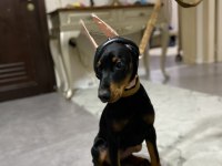 3.5 aylık dişi doberman yavrumuz