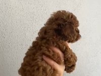 Oyuncu Poodle Bebeğim Ailesini Bekliyor