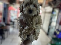 Aşılı orjinal maltipoo