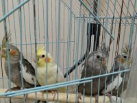 Bilezikli Sultan Papağanı Yavrular Yeni Yeme Düşmüştür