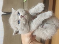 Scottish british shorthair tatlı kediler
