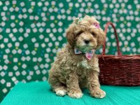 Mini Tüy Dökmez Maltipoo Yavrular 