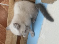 2 Aylık Eğitimleri tam Blu Pointler