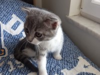 3 Aylık British Shorthair (Aşılı ve Eğitimli)