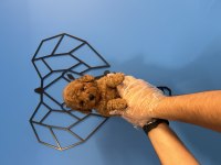 OYUNCAK TOY POODLE BEBEKLERİMİZ