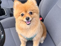 3 Yaşında Kısır Dişi Pomeranian