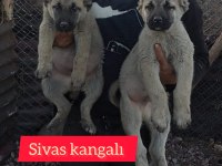 Kangal köpeği yavruları