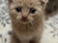 Safkan scottish fold bebekler
