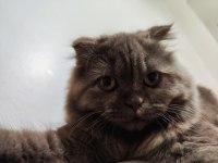 Scottish fold kedime acil yuva aranıyor