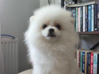 Pomeranian Boo Yavrularımız