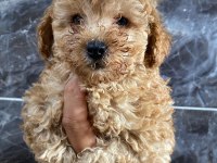 Orjinal maltipoo yavrular