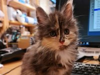 Safkan maine coon yavrular full şecerelidir