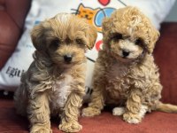 Ultra Kalite Maltipoo Yavrularımız Aşılı Pasaportlu