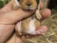 Safkan Amerikan Tricolor Guinea Pig Bebekler