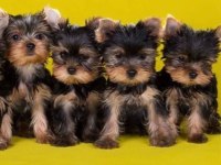 Elit Patiler Farkıyla Yorkshire Terrier Yavrular