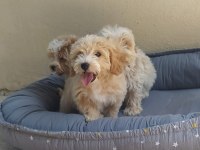 Maltes terrier