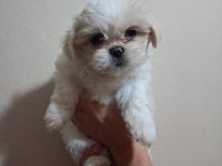 Shih tzu 2 aylık şitsu yavrularımız sahiplendirilecektir