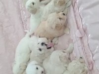 IRK VE SAĞLIK GARANTİLİ MALTIPOO YAVRULAR