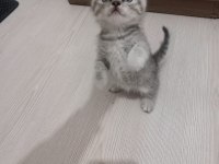 2 Aylık British Shorthair Erkek ve Dişi