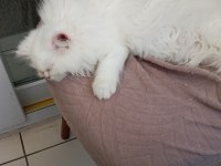 2 Aylık Beyaz Kedimiz