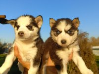 Husky (sibirya kurdu) yavrularımız