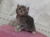 GÜZELLER GÜZELİ EXOTİC SHORTHAİR
