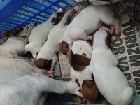 Jack russell yavrularım