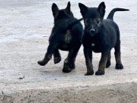 Anne baba A kalite belçika kurdu yavrular