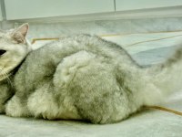 MUNCHKİN YAVRULAR ERKEK DİŞİ