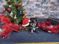 Mikro tea cup yorkshire terrier yavrumuz
