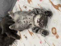 2 Aylık Scottish Fold Erkek