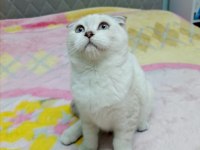 Sıfır kulak scottish fold