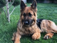 ALMAN SHEPHERD UZUN TÜYLÜ