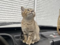 British shorthair golden black