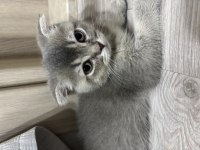 Scottish fold yavrularımız