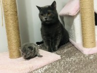 Kızımız british shorthair