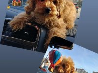 2 Aylık Yavru Maltipoo Dişi