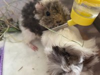 sütten kesilen bebek ginepigler