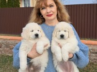 Golden Retriever Yavrularımız Evinizin Neşesi Olacaktır
