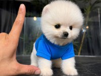 Show Kalite Pomeranian Boo Yavrular