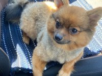 Pomeranian Spitz Sahiplendirme